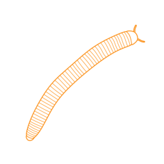 Animals Myriapods American Giant Millipede Sketch Style Svg Vector, Free Vectors File